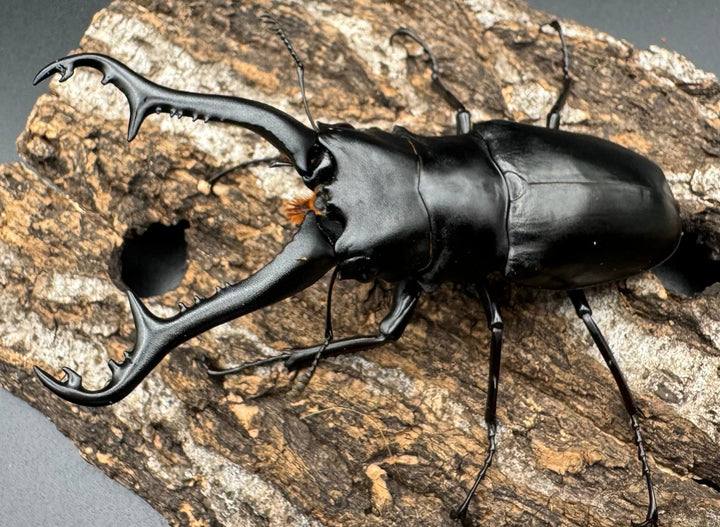 【WD】《ギラファノコギリ亜種ニシヤマイ 92mm ペア》