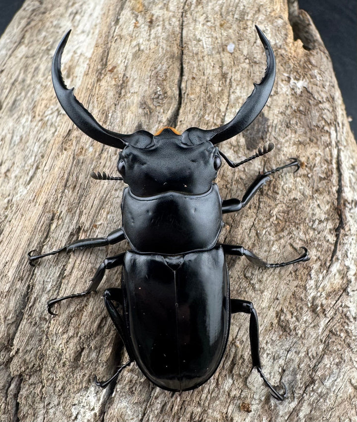 【WD】《ウエストウッディ亜種カズミアエ 雲南省産 54.5mm A’品ペア》