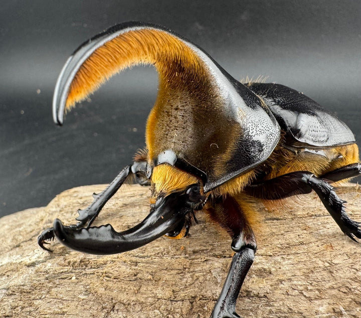 《サタンオオカブト 95mm ペア》inohiro109氏ブリード個体