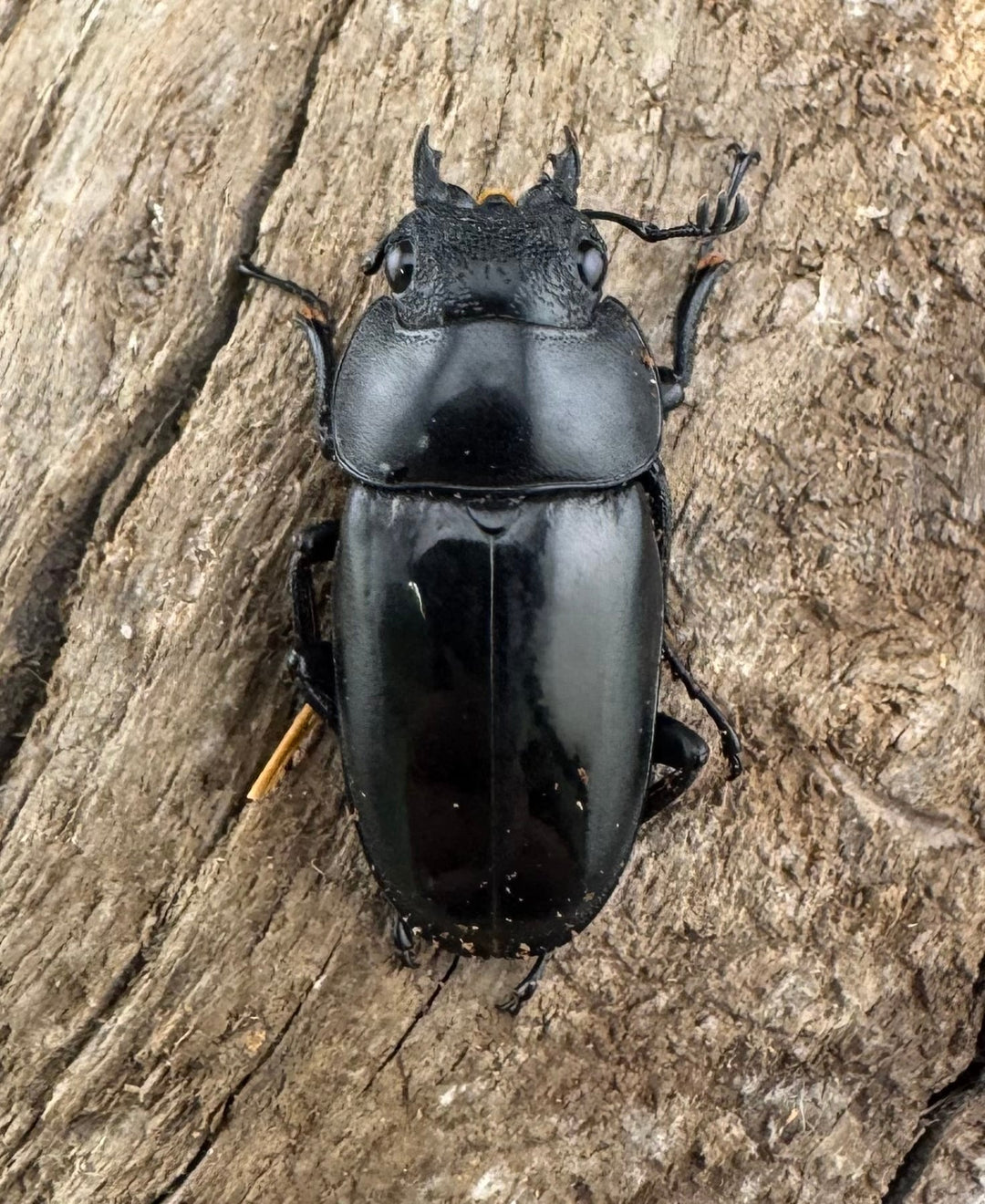 【WD】《ブッダノコギリ ミンダナオ産 52mm ペア》