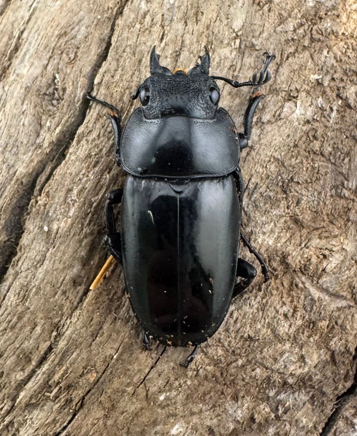 【WD】《ブッダノコギリ ミンダナオ産 52mm ペア》