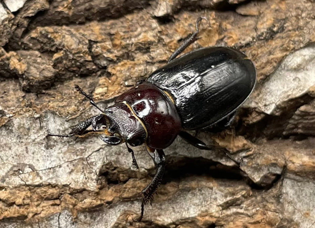 《ミクラミヤマ 神津島産 Free ペア》