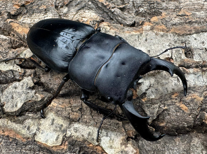 【WF3】《サキシマヒラタクワガタ 73mm ♂♀♀トリオ》