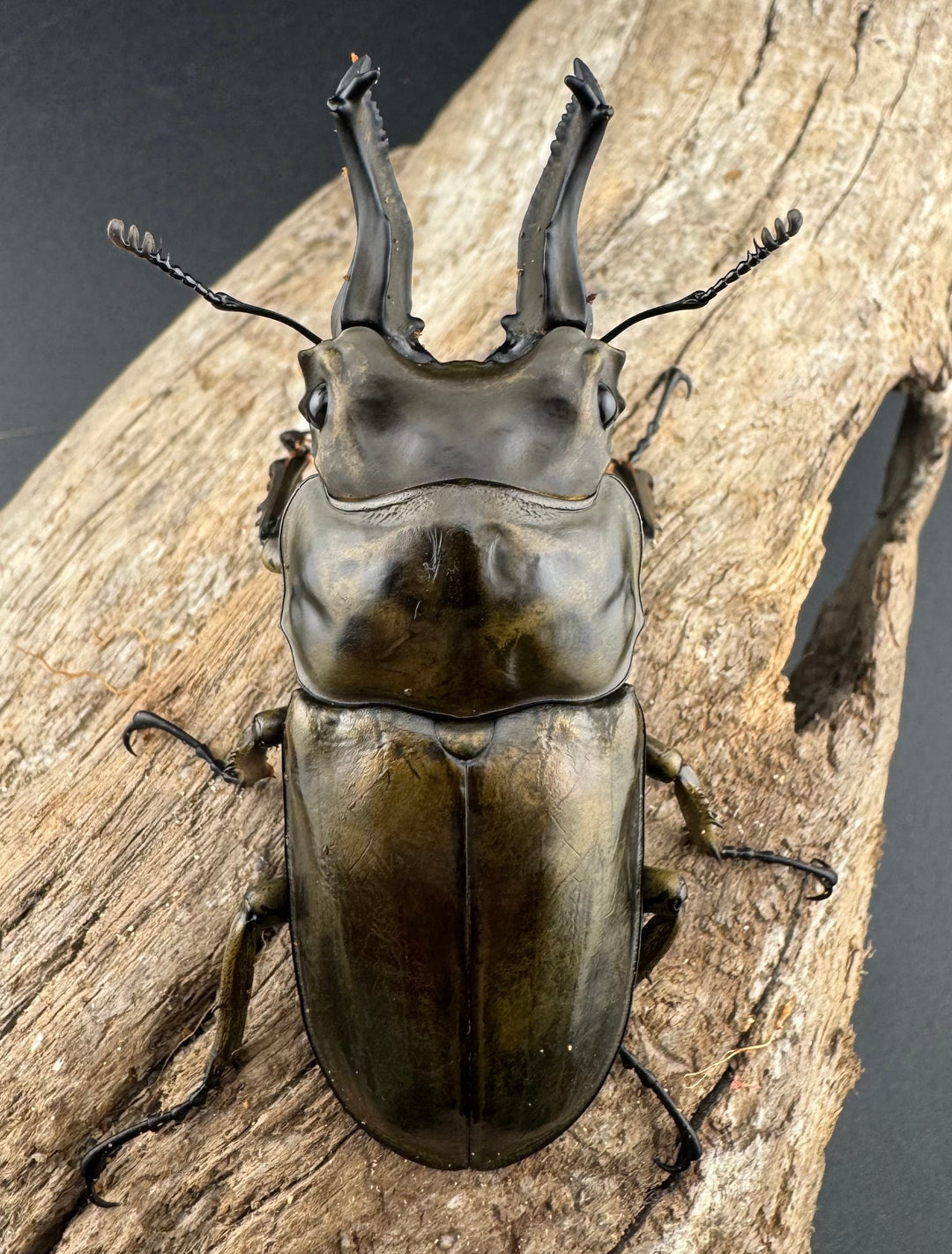 【F0】《ローゼンベルグオウゴンオニクワガタ 72mm ペア》