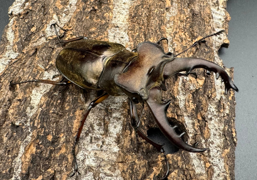 【WF1】《ミヤマクワガタ 滋賀産 ペア》