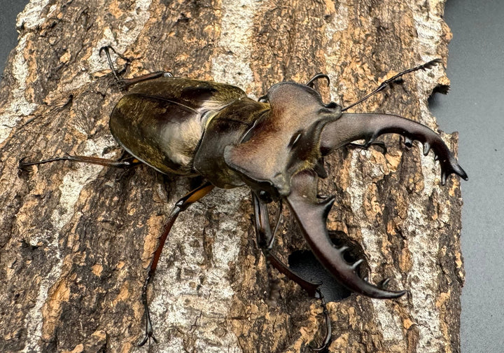 【WF1】《ミヤマクワガタ 滋賀産 ペア》