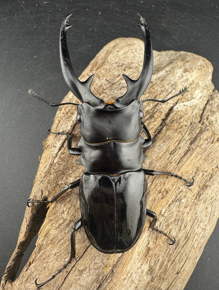 【WD】大型《インターメディアツヤクワガタ ネグロス島産 93mm ペア》