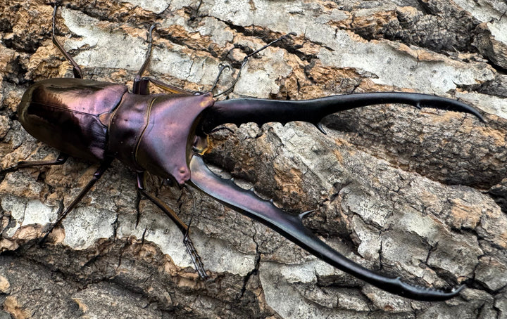 【美麗】《メタリフェルホソアカ 82mm ペア》セルヴォラン氏ブリード個体