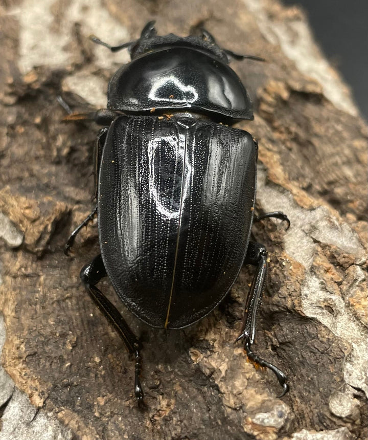 《ホペイオオクワガタ SL血統 74mm ペア》