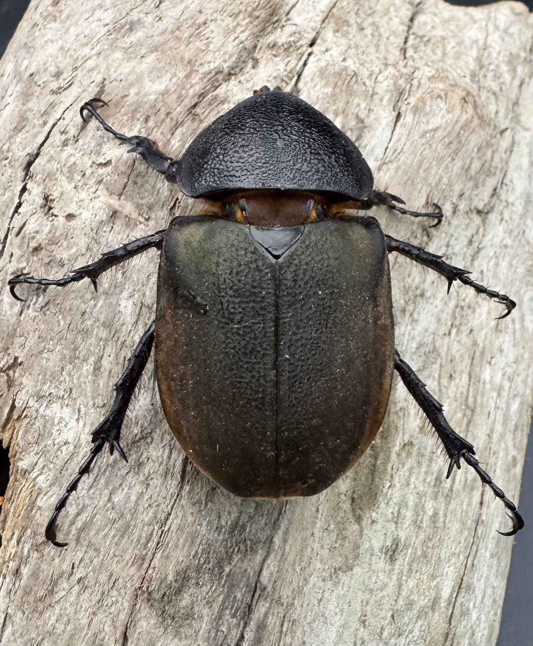 【WD】《ジャワコーカサスオオカブト 101mm ペア》