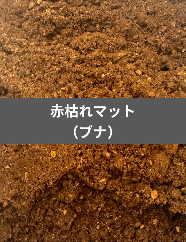 【冷凍処理済み】赤枯れマット 1L（ブナ）