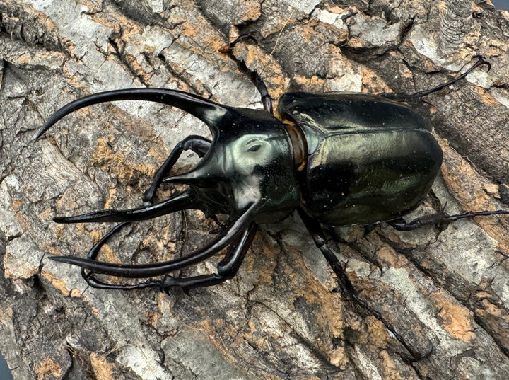 【WD】良型《ミンダナオアトラスオオカブト 94mm ペア》