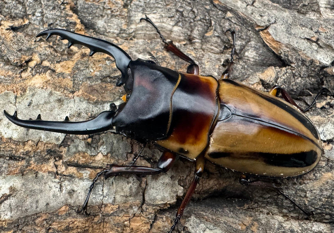 《ファブリースノコギリ亜種タカクワイ 79mm ペア》