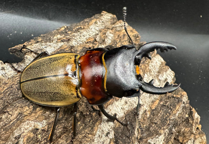 【WD】《ゾンメルツヤクワガタ 58mm ペア》