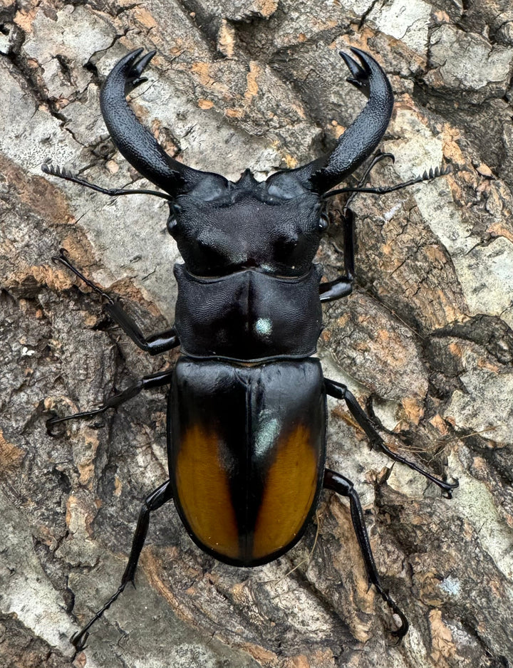 【WD】《セアカフタマタ（パリーフタマタ） 75mm ペア》