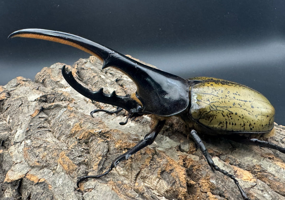 《ヘラクレス・ヘラクレス 145mm ペア》