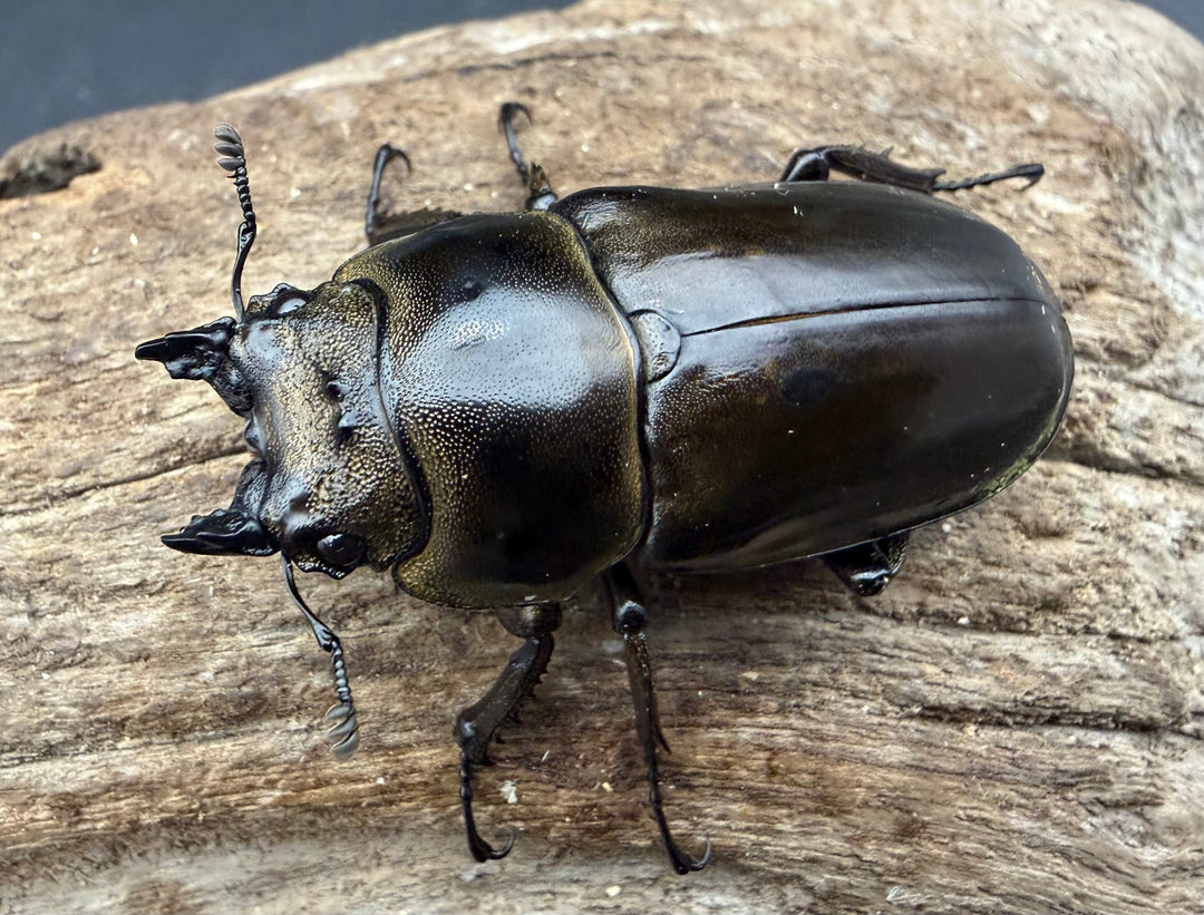 【F0】《ローゼンベルグオウゴンオニクワガタ 50mm ♀単》