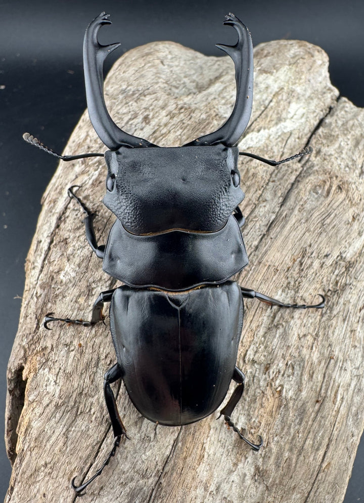 【WD】《スチーブンスツヤ原名亜種 81mm ペア》