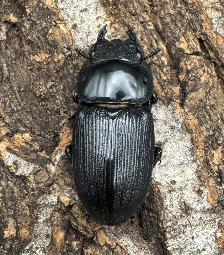 【WD】《ジャワパリーオオクワ 63.5mm ペア》