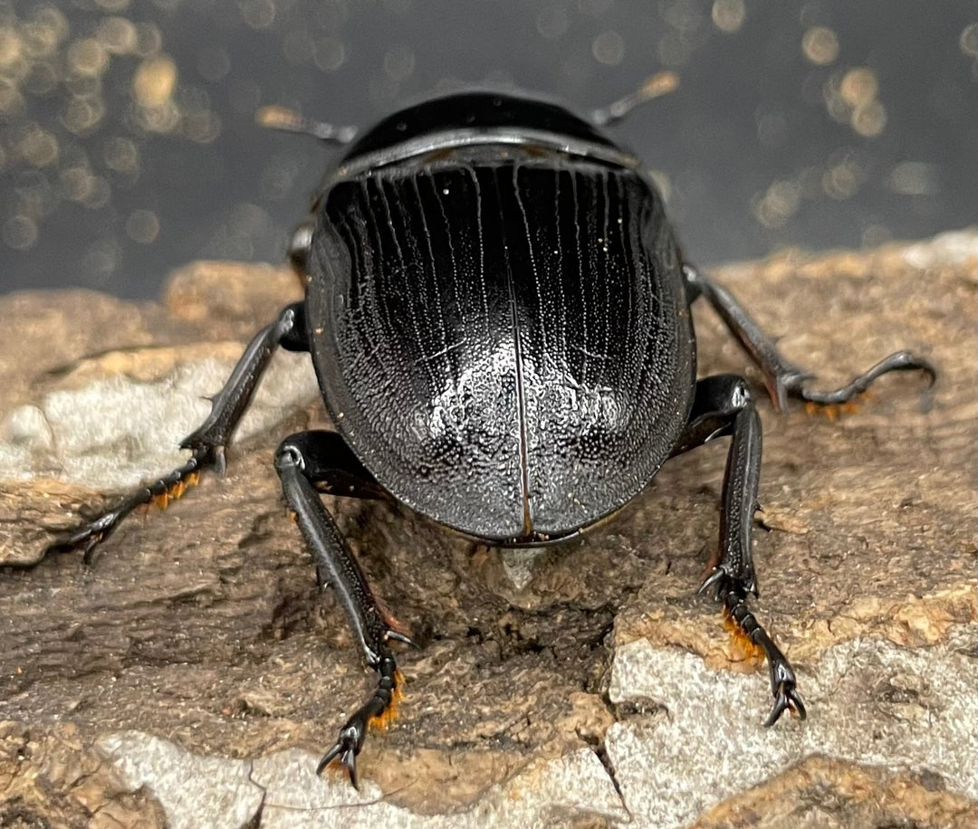 《ホペイオオクワガタ SL血統 73mm ペア》