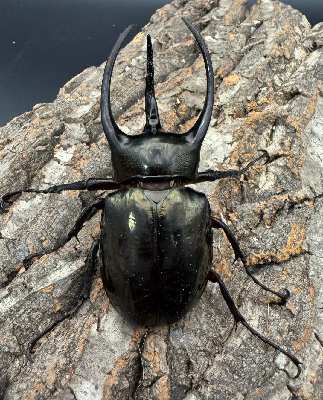 【WD】《ミンダナオアトラスオオカブト 91mm ペア》