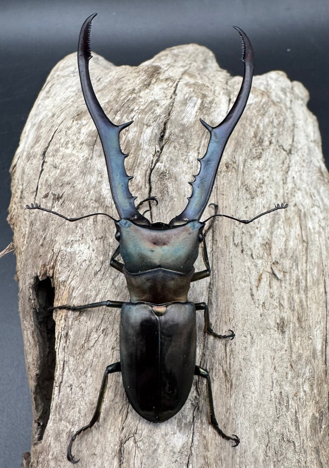 【WD】《メタリフェルホソアカ亜種finae 85.5mm A’品ペア》