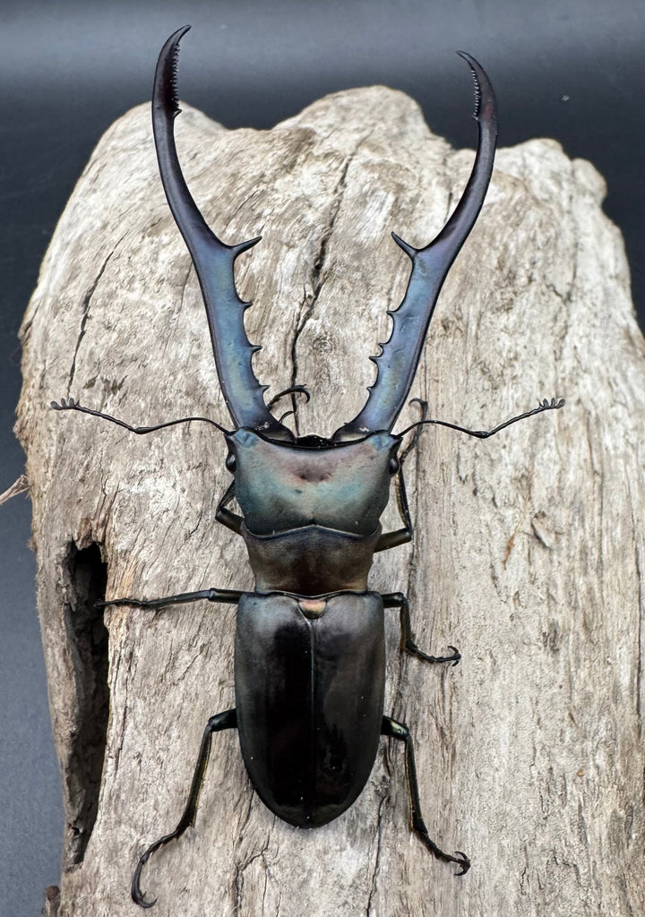 【WD】《メタリフェルホソアカ亜種finae 85.5mm A’品ペア》