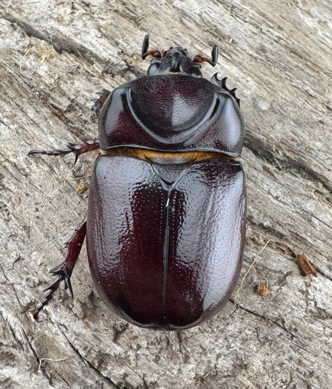 【WD】《クリイロムナコブサイカブト 30mm ペア》