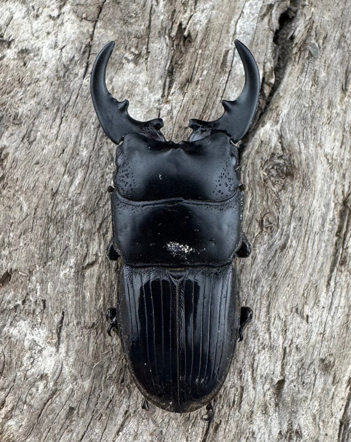 【WD】《フィリピンネブト亜種バンガイエンシス 30mm ペア》