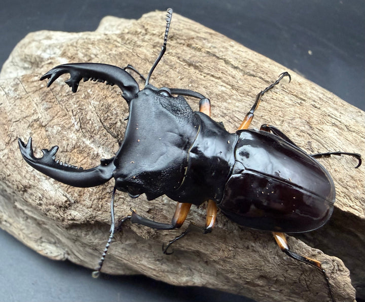 【WD】《インペリアリスツヤ亜種komorii トゥルスマリア産 65.5mm ペア》