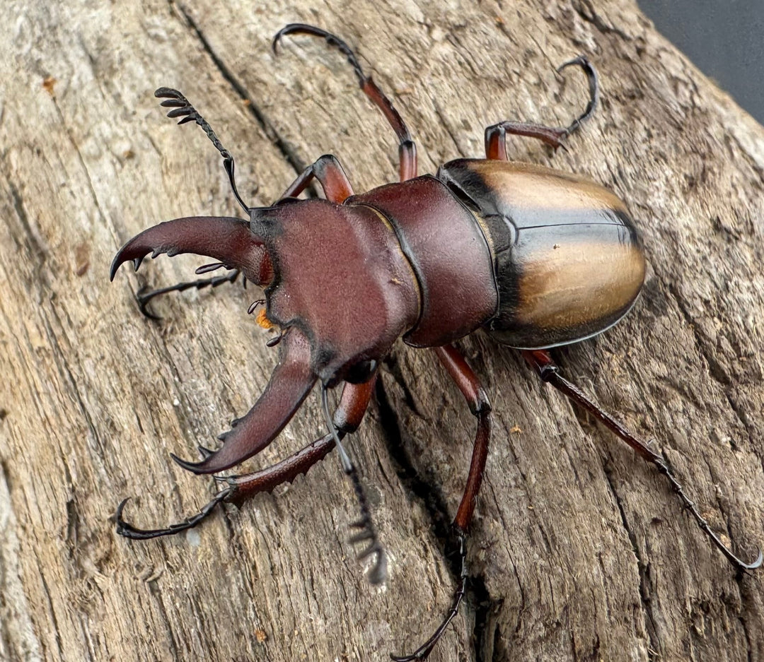 【WD】《ラエトゥスミヤマクワガタ 31mm ペア》