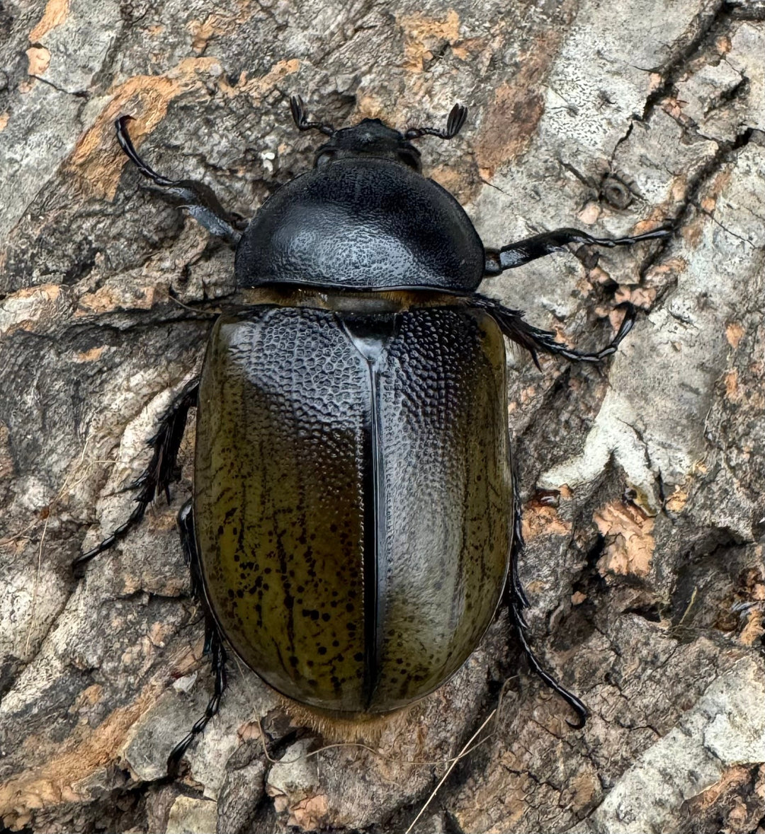 【WF2】《モロンオオカブト 72mm ペア》