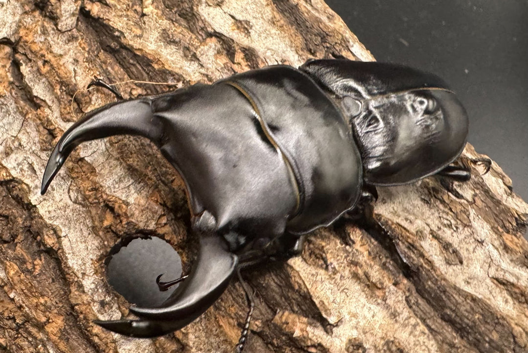 《ホペイオオクワ JS 72mm A'品ペア》