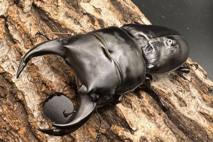 《ホペイオオクワ JS 72mm A'品ペア》