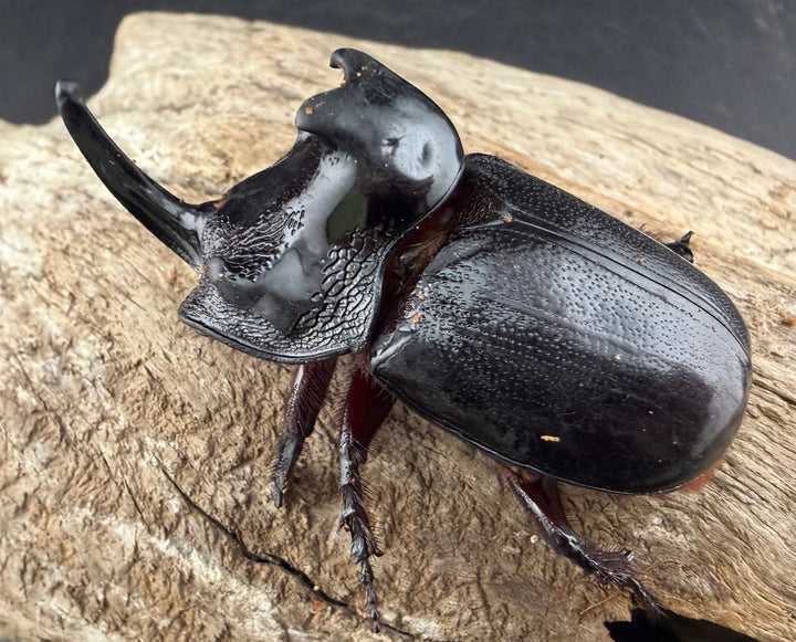 【WD】《マルタバンメンガタカブト 61mm A'品ペア》