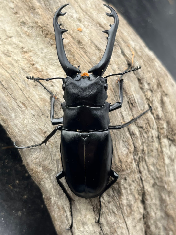 【WD】《 ギラファノコギリ亜種ボロブドゥール 87mm ペア》