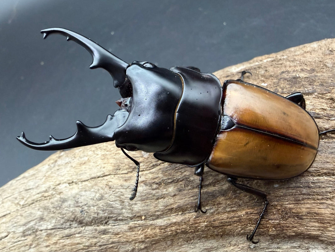 《ラフェルトノコギリクワガタ 70.5mm ペア》クワカブの部屋三森氏ブリード個体