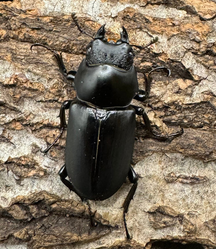 【WD】《ブラナウンコクワ 福貢県産 51mm ペア