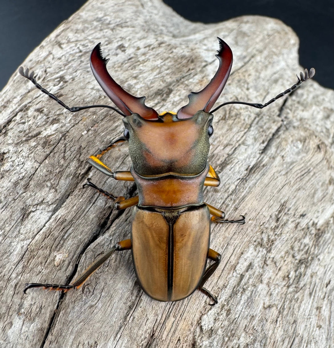 【WF3】《アラガールホソアカクワガタ 46.5mm ♂単》