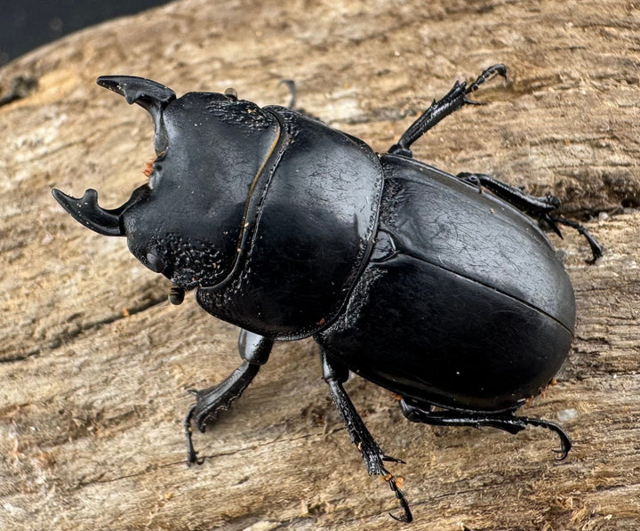 【WD】新産地《ルディテンポラリスニセヒラタ 桂林市産 31.5mm ペア》