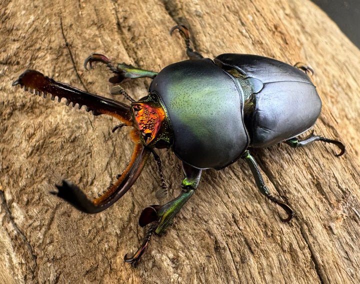 《パプアキンイロクワガタ 38mm ペア》