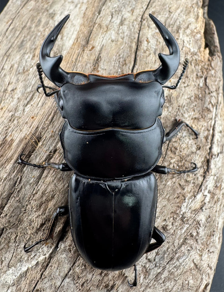 【WD】《アンタエウスオオクワ カオバン産 63mm ペア》