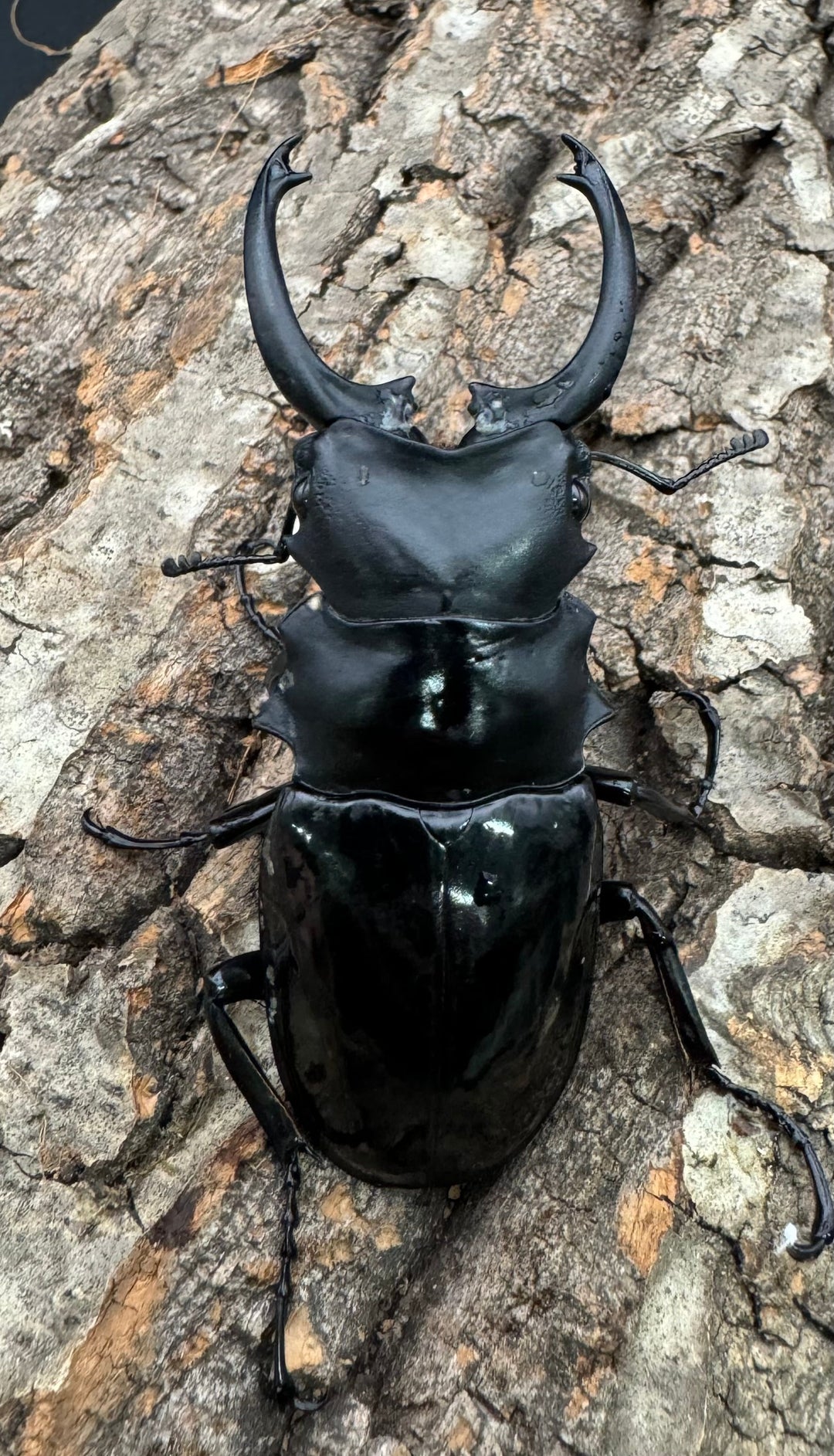 【WD】《ダールマンツヤクワガタ亜種celebensis 80mm ペア》