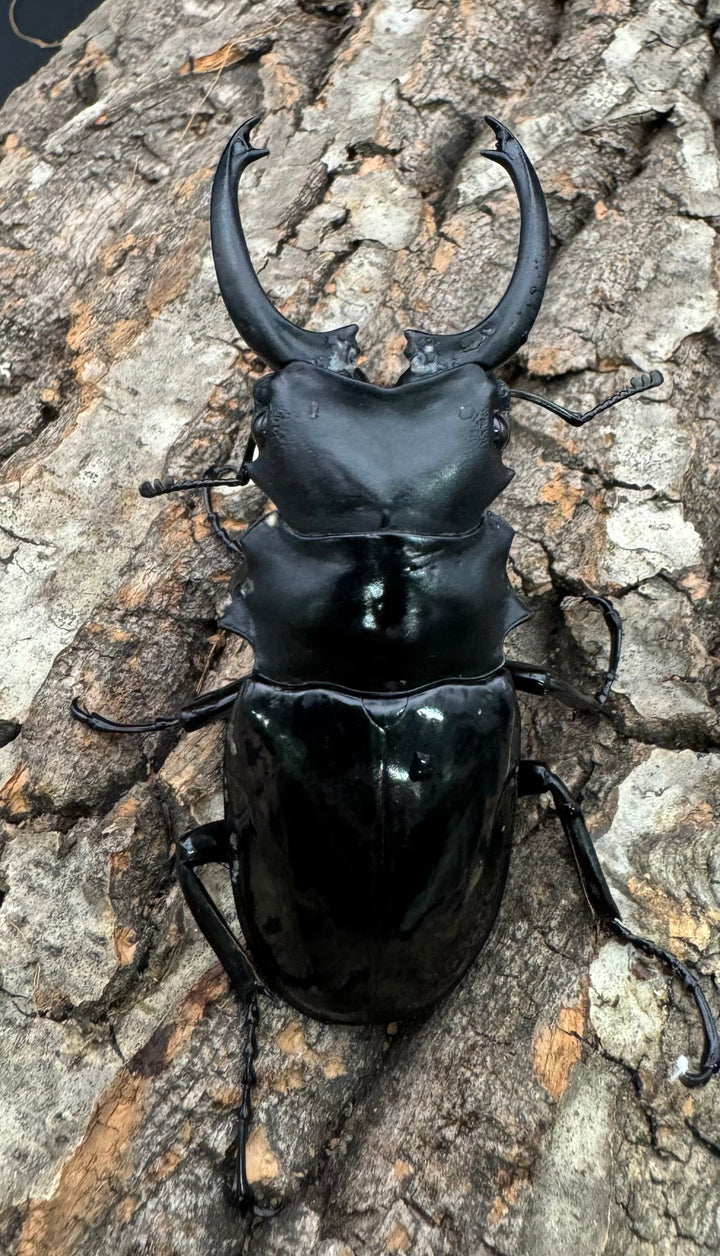 【WD】《ダールマンツヤクワガタ亜種celebensis 80mm ペア》