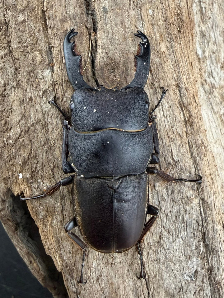 【WD】《タウルスヒラタ原名亜種 パダン産 45mm ペア》