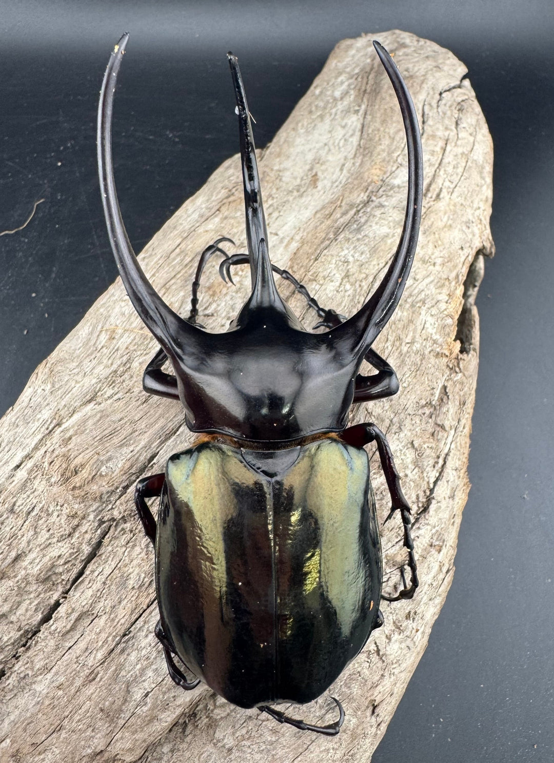 【WD】良型《ジャワコーカサスオオカブト 106mm ペア》