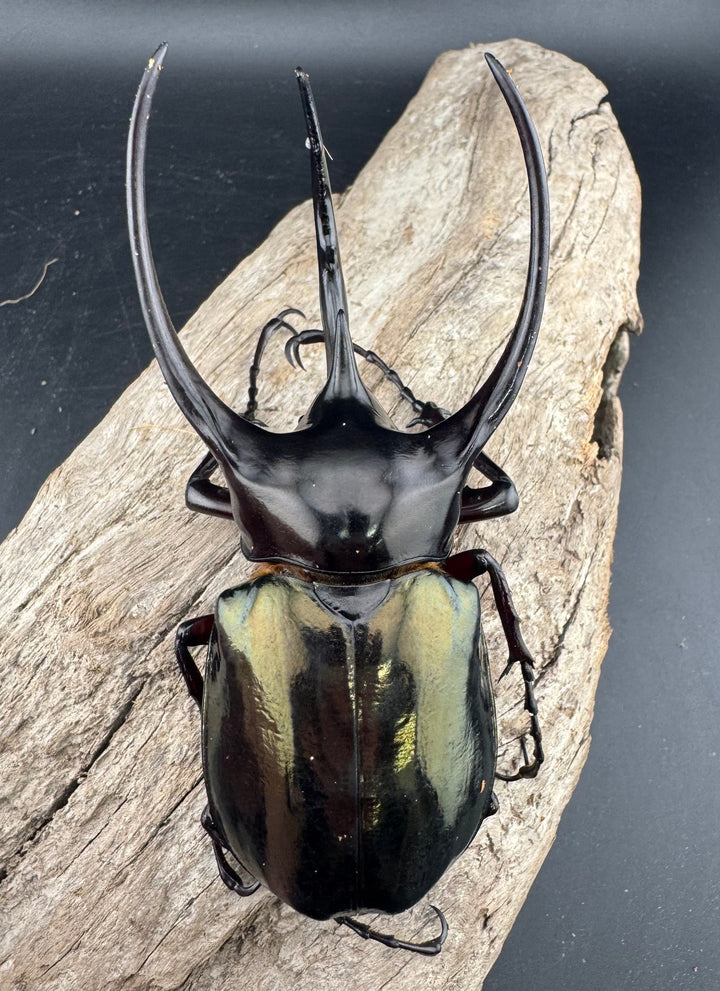 【WD】良型《ジャワコーカサスオオカブト 106mm ペア》