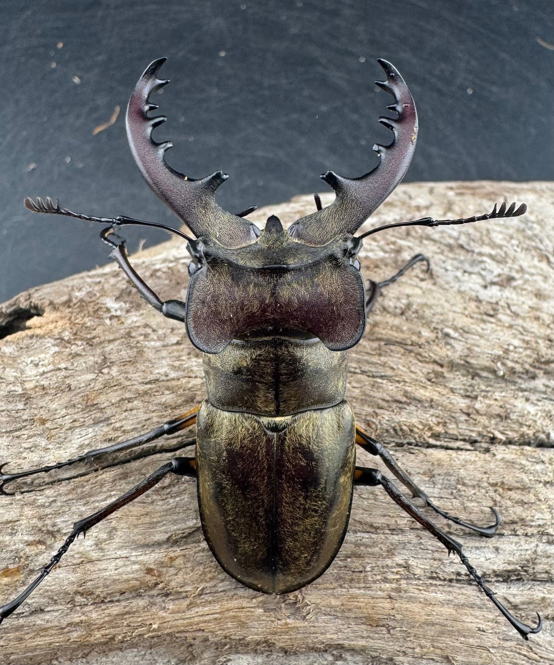 【WD】《ミヤマクワガタ 山形県産 60mmUP ペア》