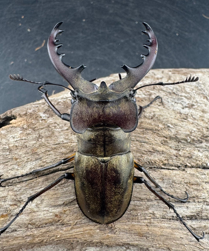 【WD】《ミヤマクワガタ 山形県産 60mmUP ペア》