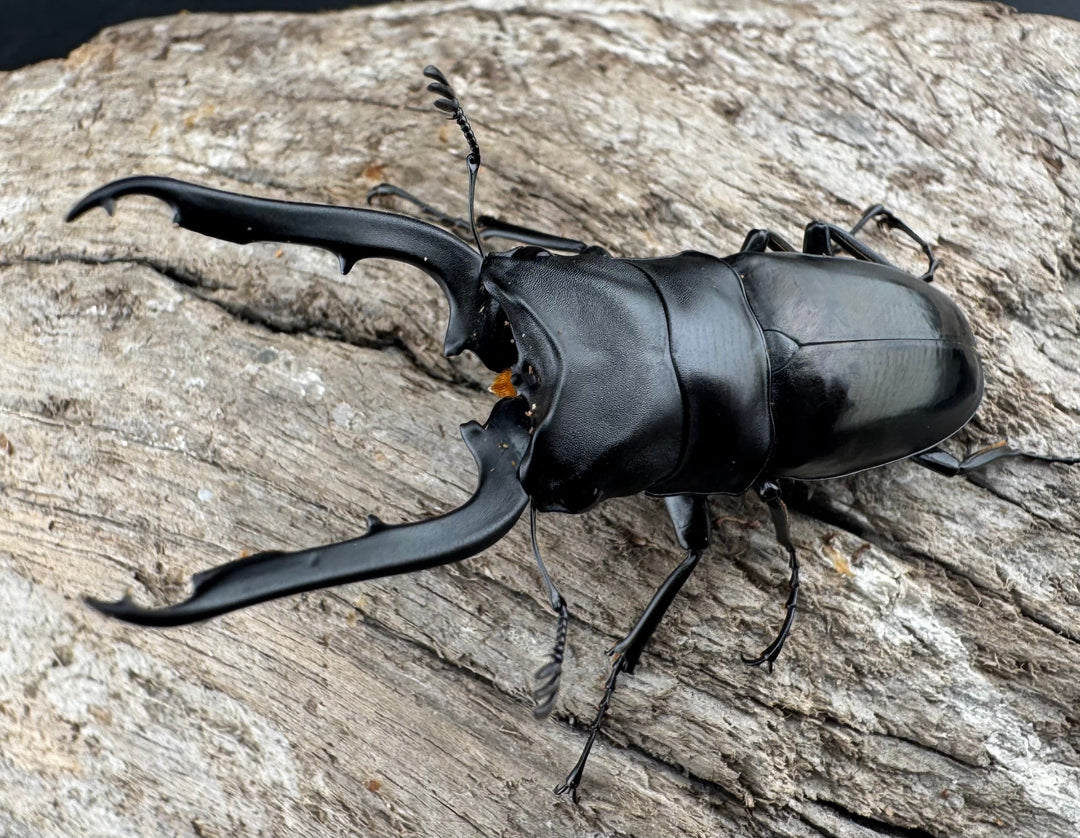 【WD】《ブッダノコギリ ミンダナオ産 52mm ペア》